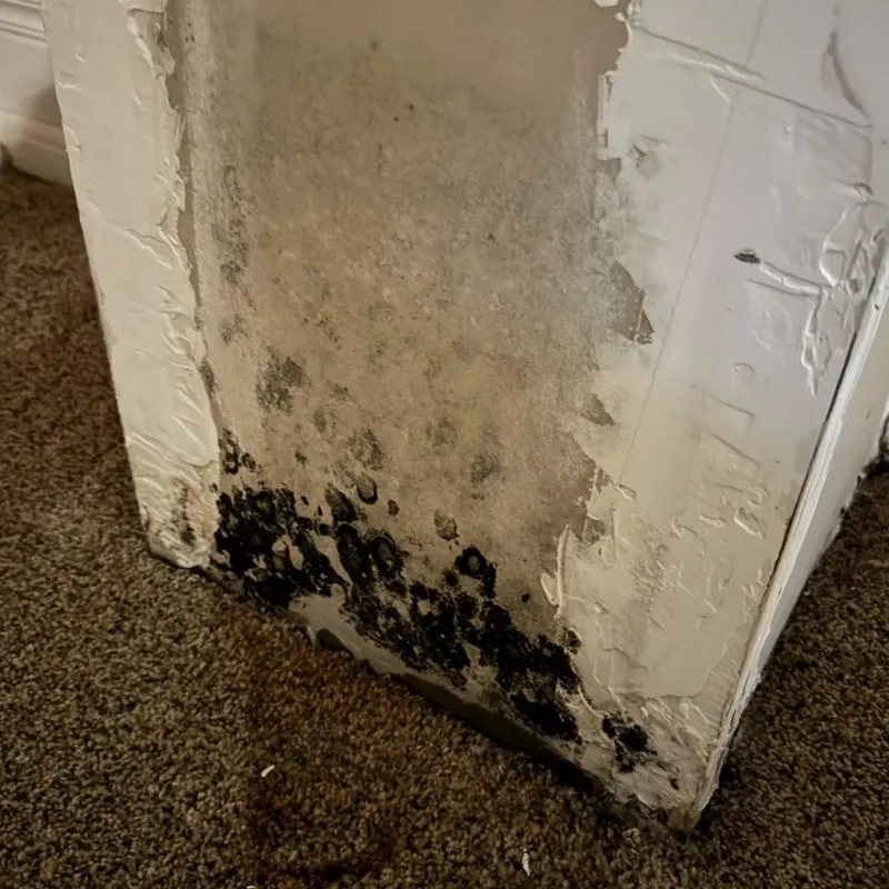 Professional Mold Removal in Scott Air Force Base, IL